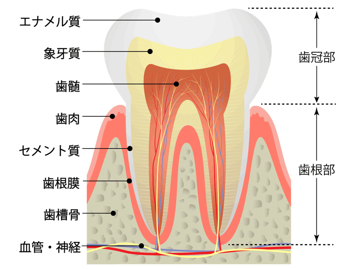 歯髄イラスト