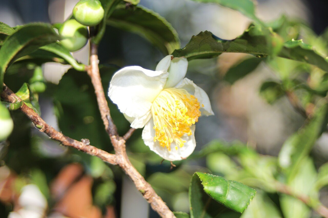 白い茶の木　チャノキ　白色 チャノキ花散歩