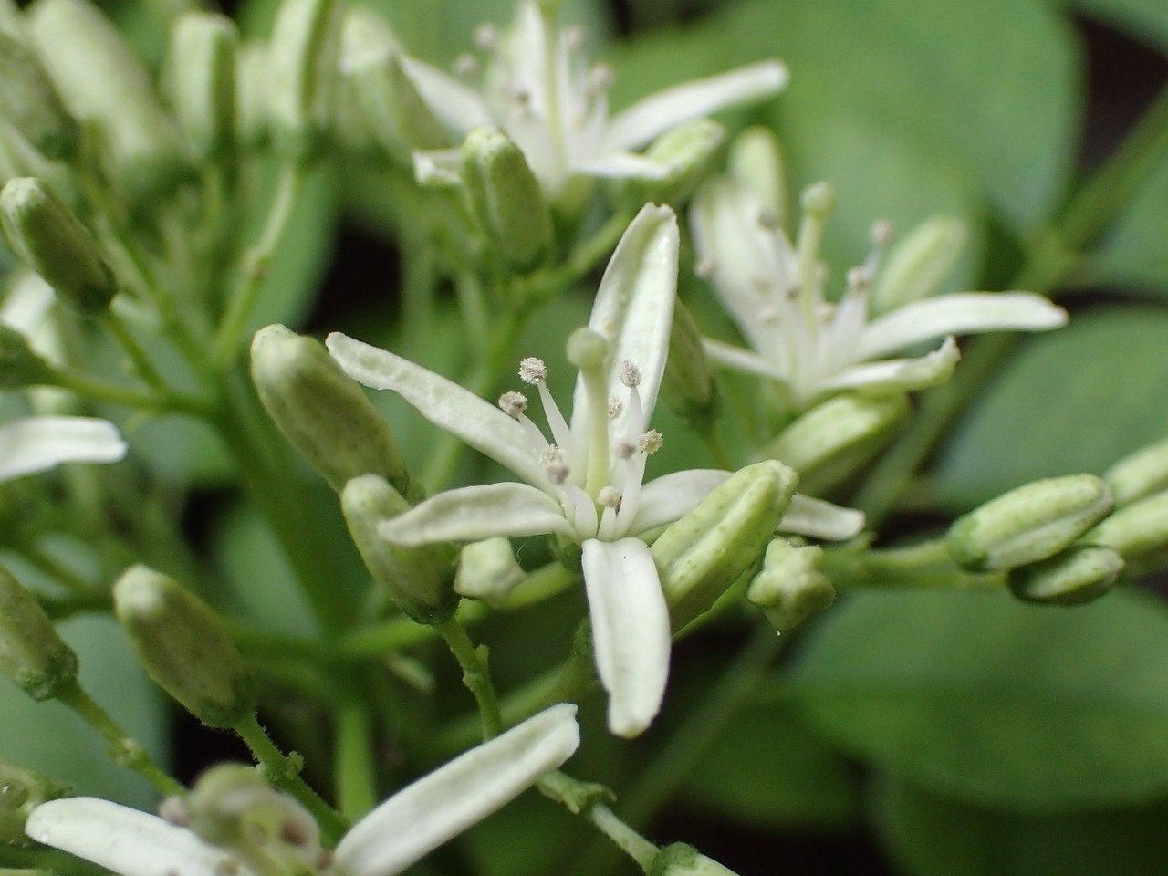 カレーリーフの花と今週の畑 Ozawa Eiko Note カレーリーフの花と今週の畑 Ozawa Eiko Note