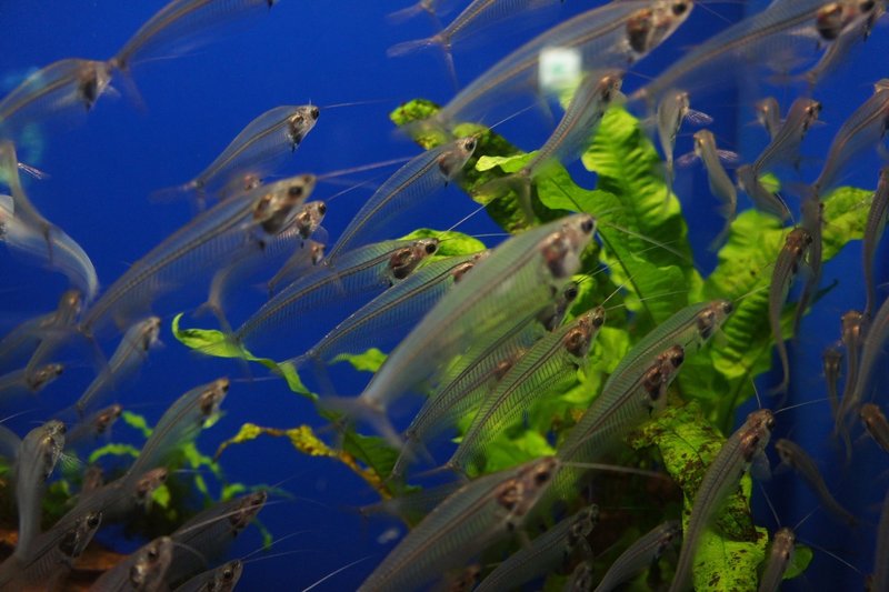 水族館お泊まり体験 白イタチ Note 水族館お泊まり体験 白イタチ Note