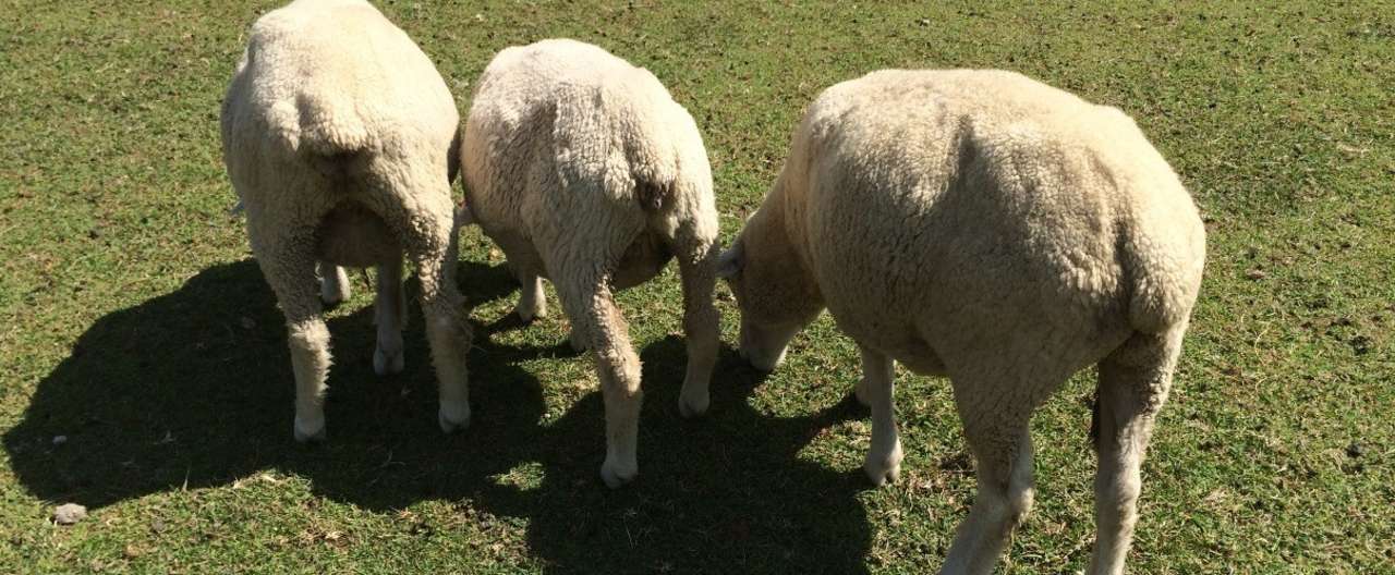 ネットスラングの元ネタを調べるのが好き ブリテイル Note