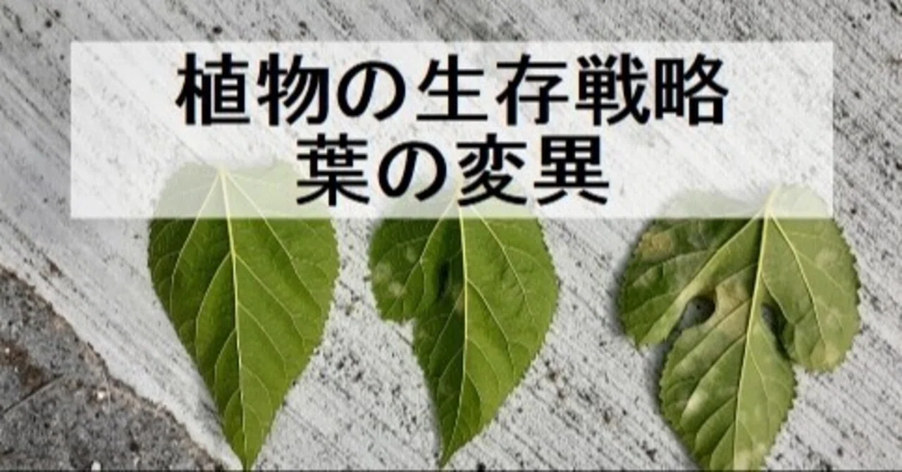 Plant Survival Strategies: Leaf Variation｜yunyun
