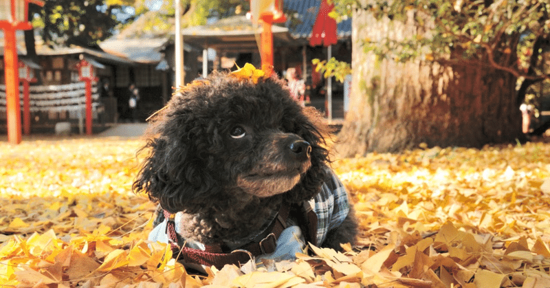 犬バカ部 の新着タグ記事一覧 Note つくる つながる とどける 犬バカ部 の新着タグ記事一覧 Note つくる つながる とどける