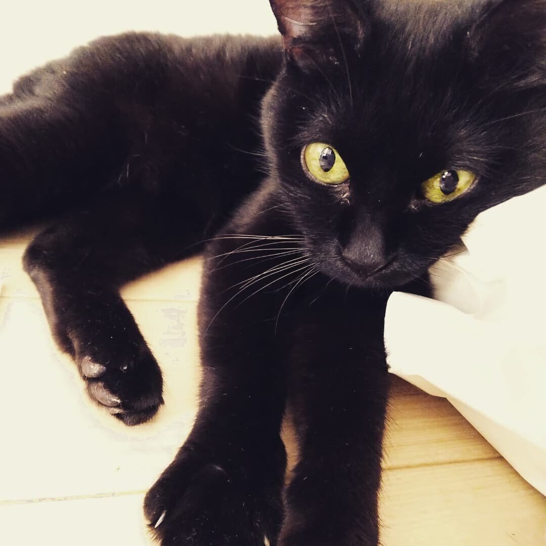 私は猫と暮らしているけれど どうしても猫と暮らしたいってわけじゃないのかもって思う 可愛いけど 可愛くない ところもある 全部可愛いって言える飼い主は凄いなと思う 動物を飼うってのは私のエゴだから 喧嘩し Koedananafusi Note