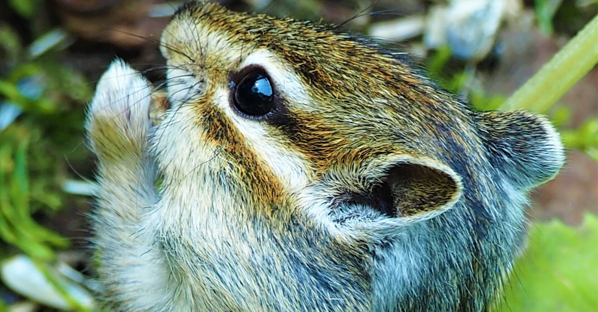 木茶動物園　のんのんシマリス　1/6 即納）「 のんのんシマリス」（1/6ドール） - 木茶動物園 - BOOTH
