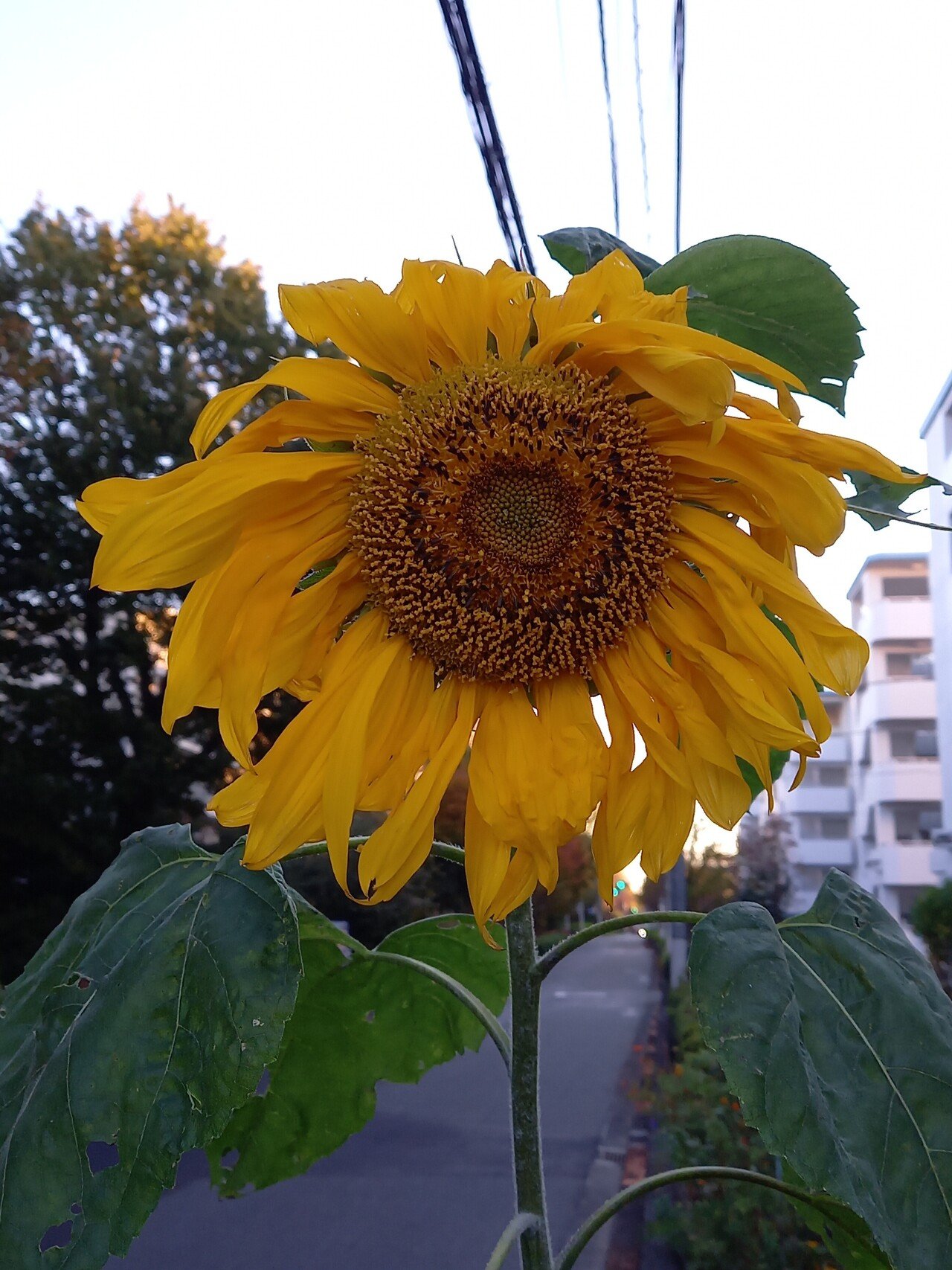 散策中に遭遇した季節外れの花たち 柘榴 Note