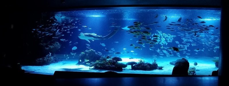 水族館お泊まり体験 白イタチ Note 水族館お泊まり体験 白イタチ Note
