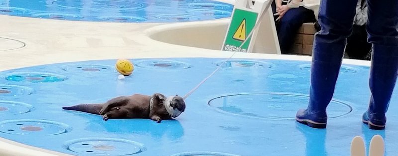 水族館お泊まり体験 白イタチ Note 水族館お泊まり体験 白イタチ Note