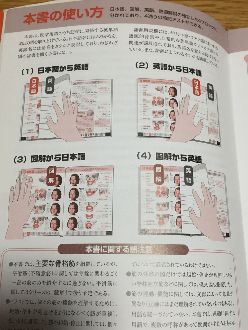 語源から覚える解剖学「肉単」コラムがおもしろい｜アヤカン＊骨盤底