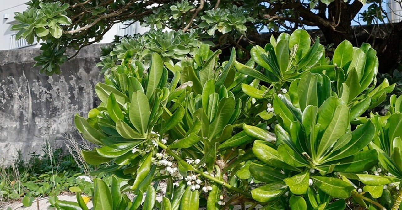 海岸に生えるスーキ クサトベラとモンパノキ 林 将之 Masayuki Hayashi Note 海岸に生えるスーキ クサトベラとモンパノキ 林 将之 Masayuki Hayashi Note