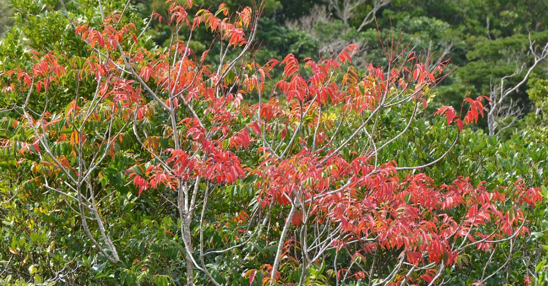 眺めるだけにしたい かぶれる木 ハゼノキ 林 将之 Masayuki Hayashi Note 眺めるだけにしたい かぶれる木 ハゼノキ 林 将之 Masayuki Hayashi Note