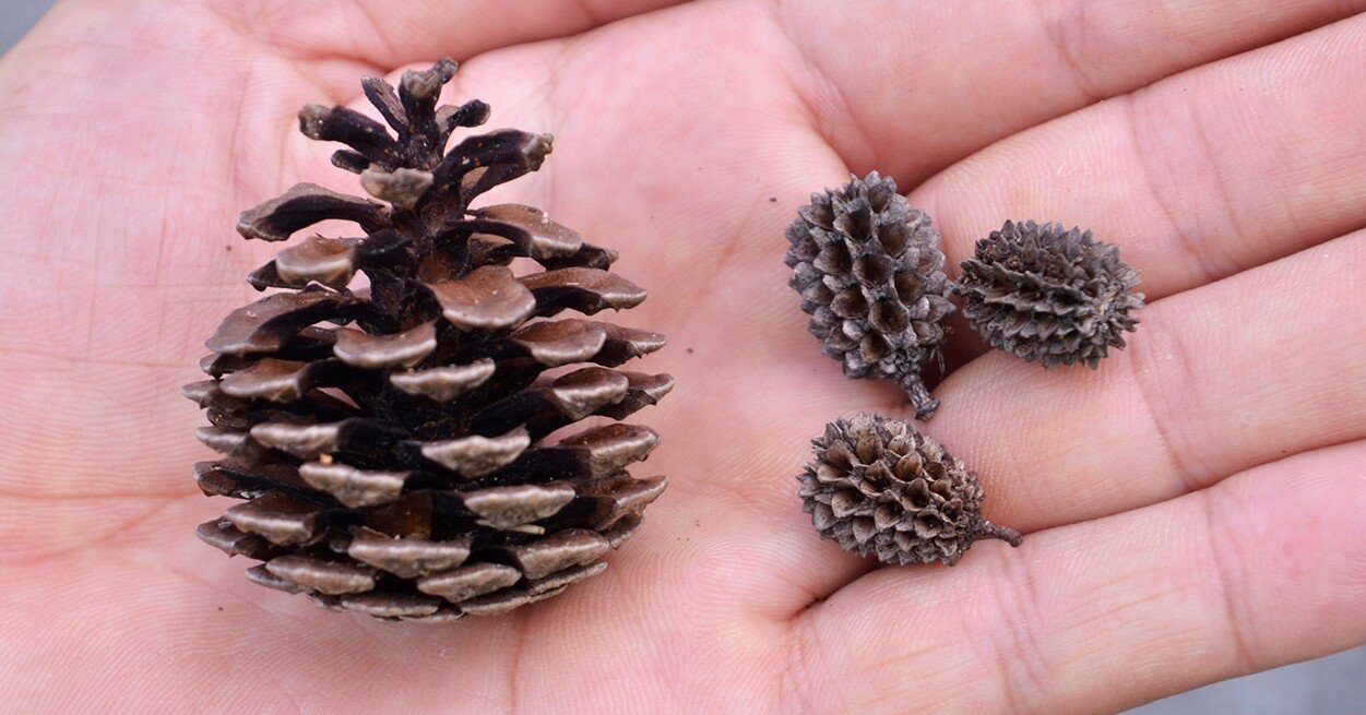 マツと思ったらモクマオウ 林 将之 Masayuki Hayashi Note マツと思ったらモクマオウ 林 将之 Masayuki Hayashi Note