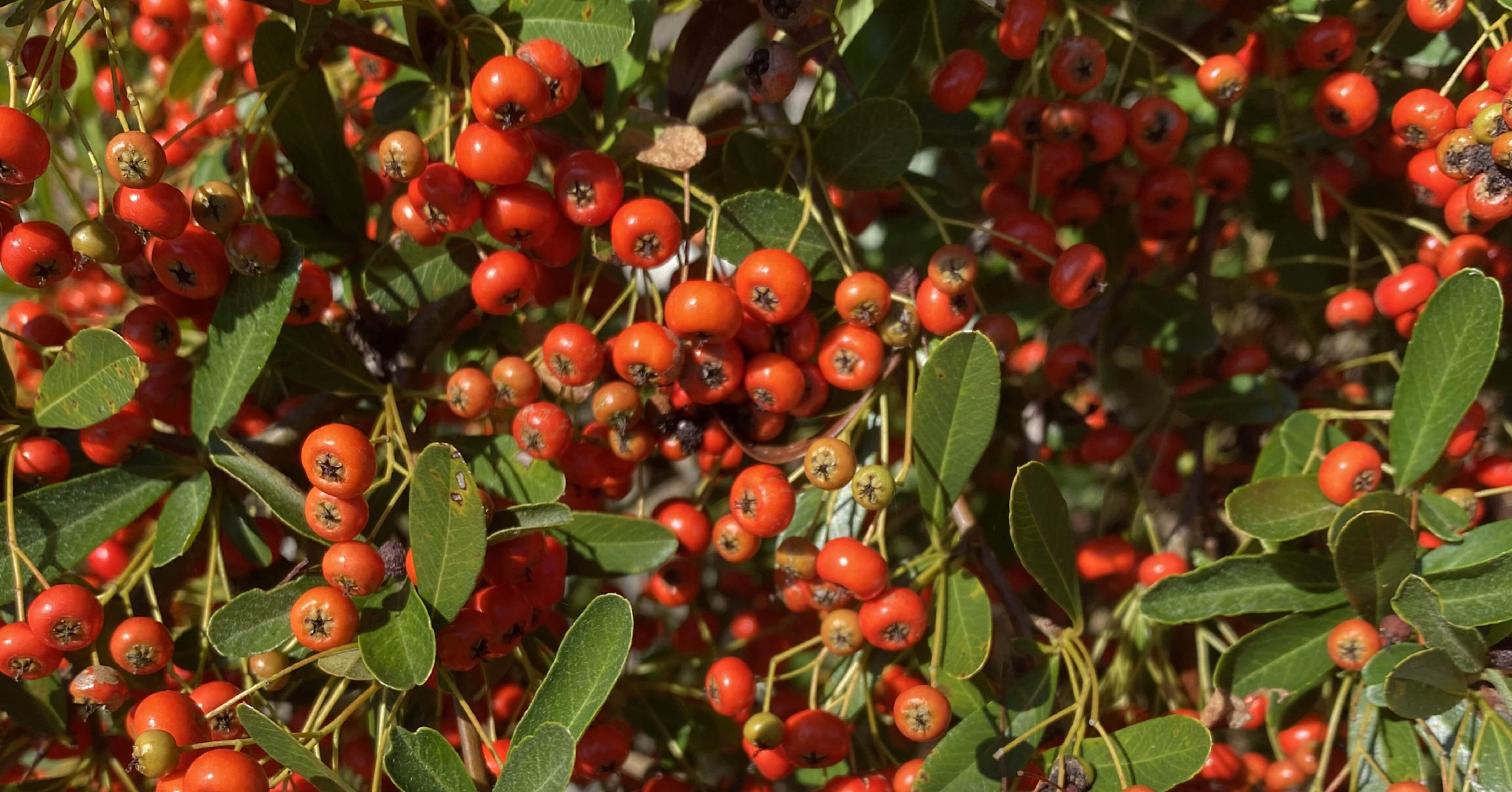 ピラカンサ　実いっぱいなってます 樹になる気になる実のなる樹ー庭師さんが怖がる「ピラカンサ」｜haco