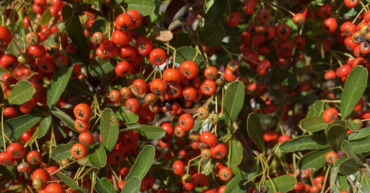 樹になる気になる実のなる樹ー庭師さんが怖がる「ピラカンサ」｜haco