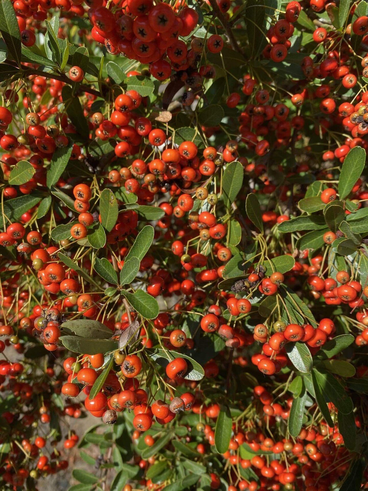 樹になる気になる実のなる樹ー庭師さんが怖がる「ピラカンサ」｜haco