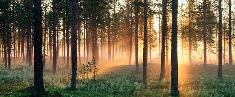 スウェーデンに行きたい！