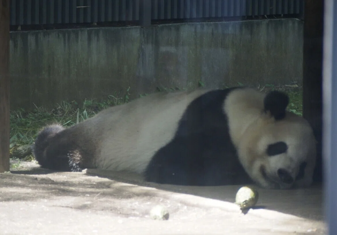 My eldest son before turning one, pandas, pandas, pandas, and udon｜猪狩はな ...