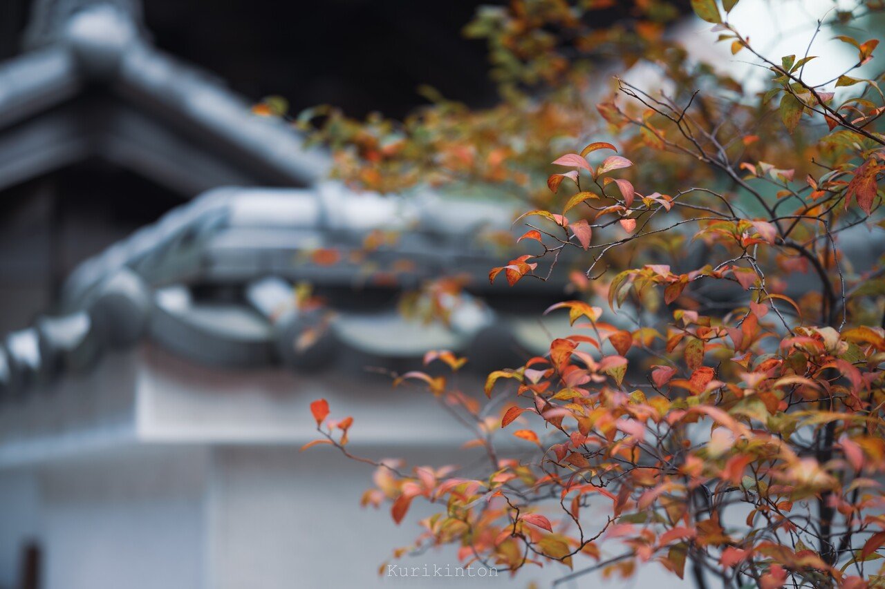 秋を見つけに行ったんです：NIKKOR Z85mm f/1.8S｜栗きんとん