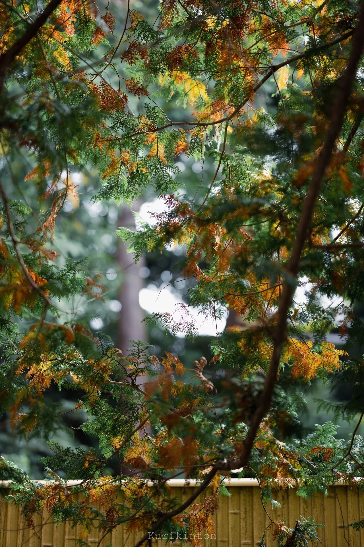 秋を見つけに行ったんです：NIKKOR Z85mm f/1.8S｜栗きんとん