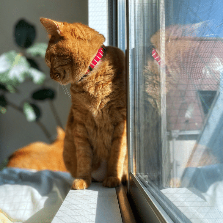 朝の9時、もう猫兄弟は日向ぼっこしてました。手前のチビ、窓に体くっつけちゃて日光浴びてます。