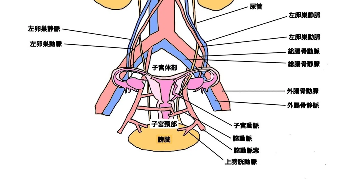 女性器の構造(2)血管と子宮|宮城島大樹@日本で最もトレーナーを育成してるトレーナー