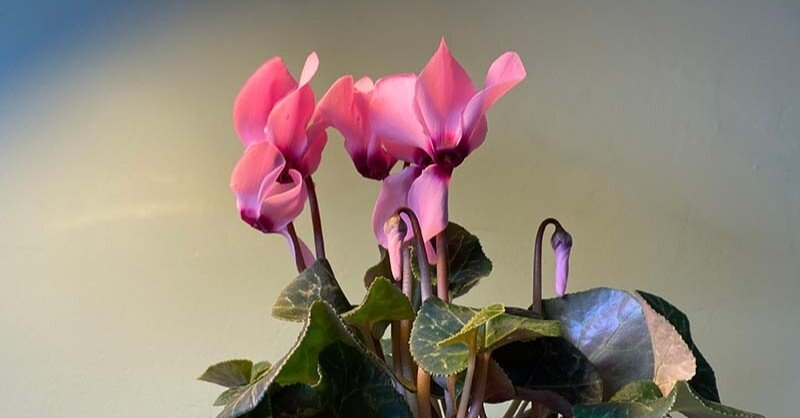 Botanical Art＝ボタニカルアート」とは｜えかきはなこ。