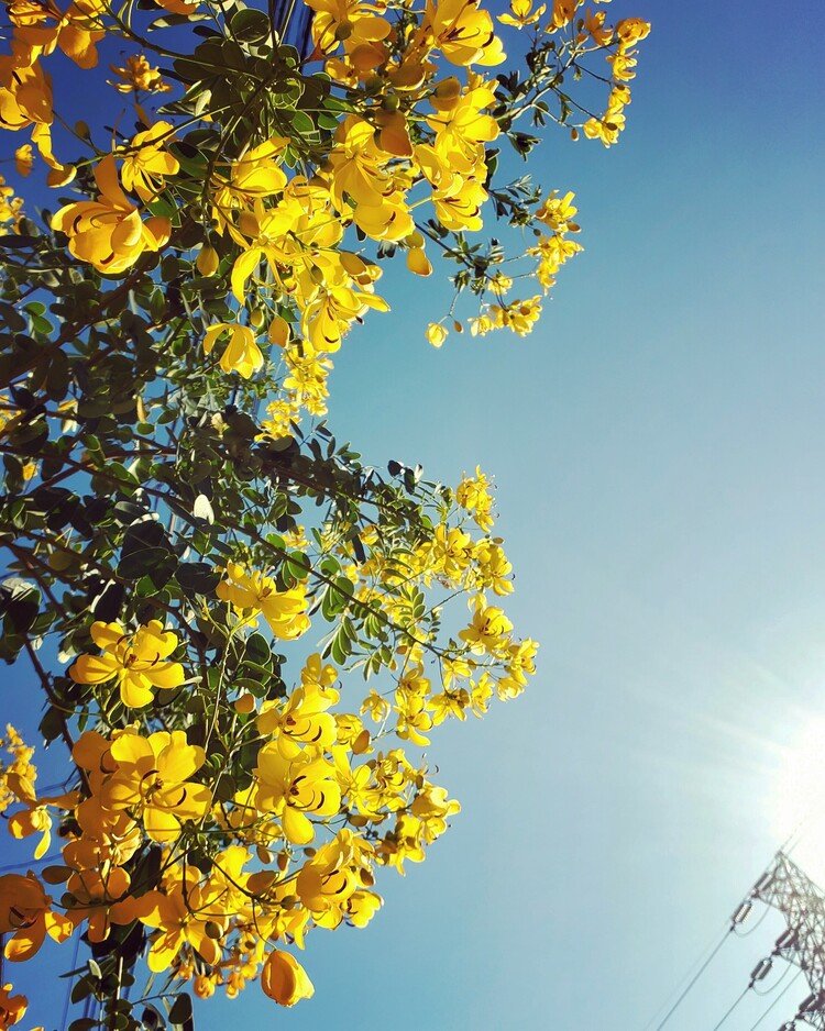 おはよーございます。

スキッと晴れた空。
この季節には珍しい鮮やかな花の子たちがモサモサと楽しそうに揺れ咲いておりまして。
太陽も、遠いけれどシャッキリと。

ステキな週末を。

#sky #autumn #flower #love #moritaMiW #空 #秋 #センナ #佳い一日の始まり