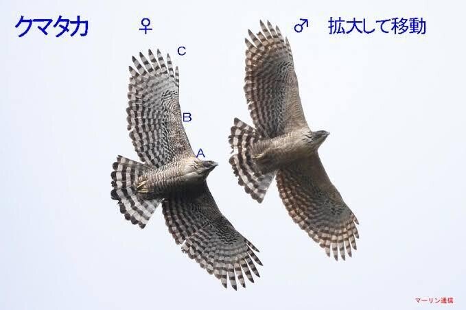 ZAM#216】カンムリクマタカNo3（Crowned Hawk Eagle） | 鳥好き