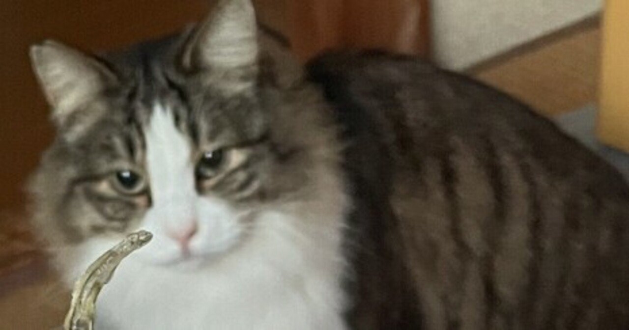 保護猫〈トコチャン〉煮干しを食べて寝る｜トントン拍子｜note