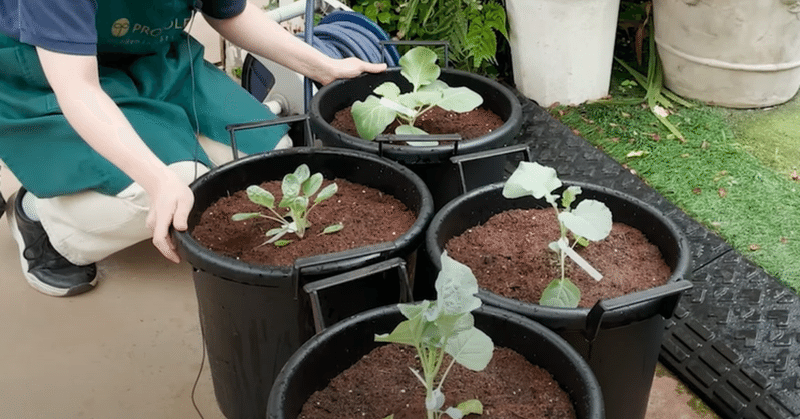 ガーデニング 秋植え野菜シリーズ キャベツのなかまたちの植えつけ 井上寅雄農園 井上隆太朗 Note