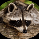 raccoon