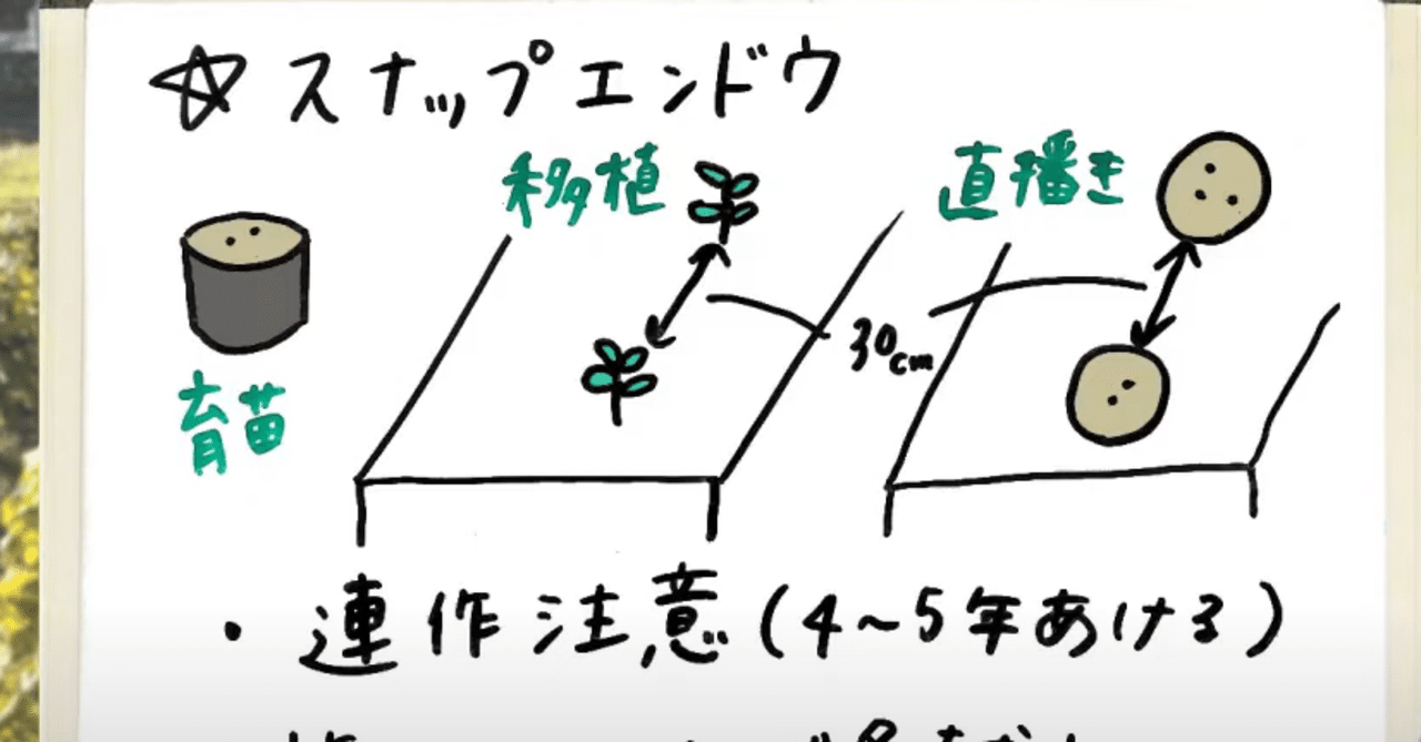 スナップエンドウ 種まきのポイントから栽培管理 収穫まで 井上寅雄農園 井上隆太朗 Note