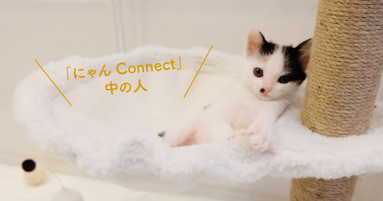 にゃんConnect」中の人｜保護猫と家族をつなぐ ［ にゃんConnect ］