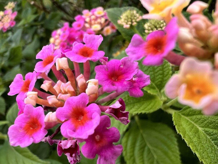 与論島に咲く花々が、色とりどりで目を奪われる。南国の良さがここにある。