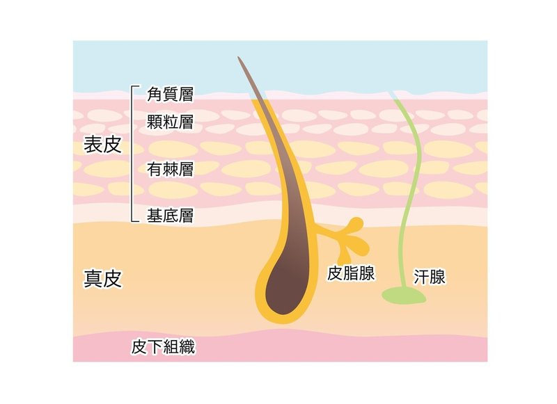 汗腺　解剖　位置