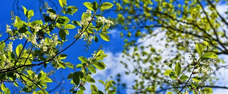 5月は半分死ぬことにしている