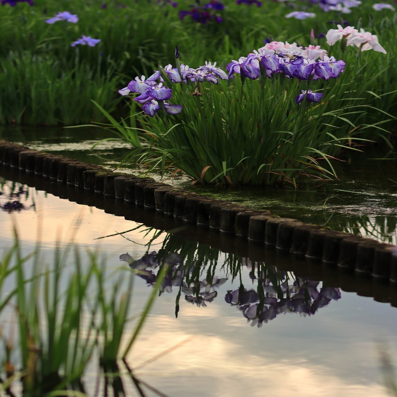 キャノン Canon EF 85mm F1.8 USM 作例あり EF 85mm F1.8 USM｜mikiyo