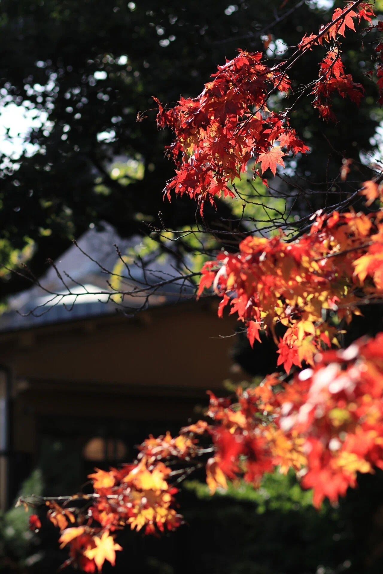 EF 85mm F1.8 USM｜mikiyo