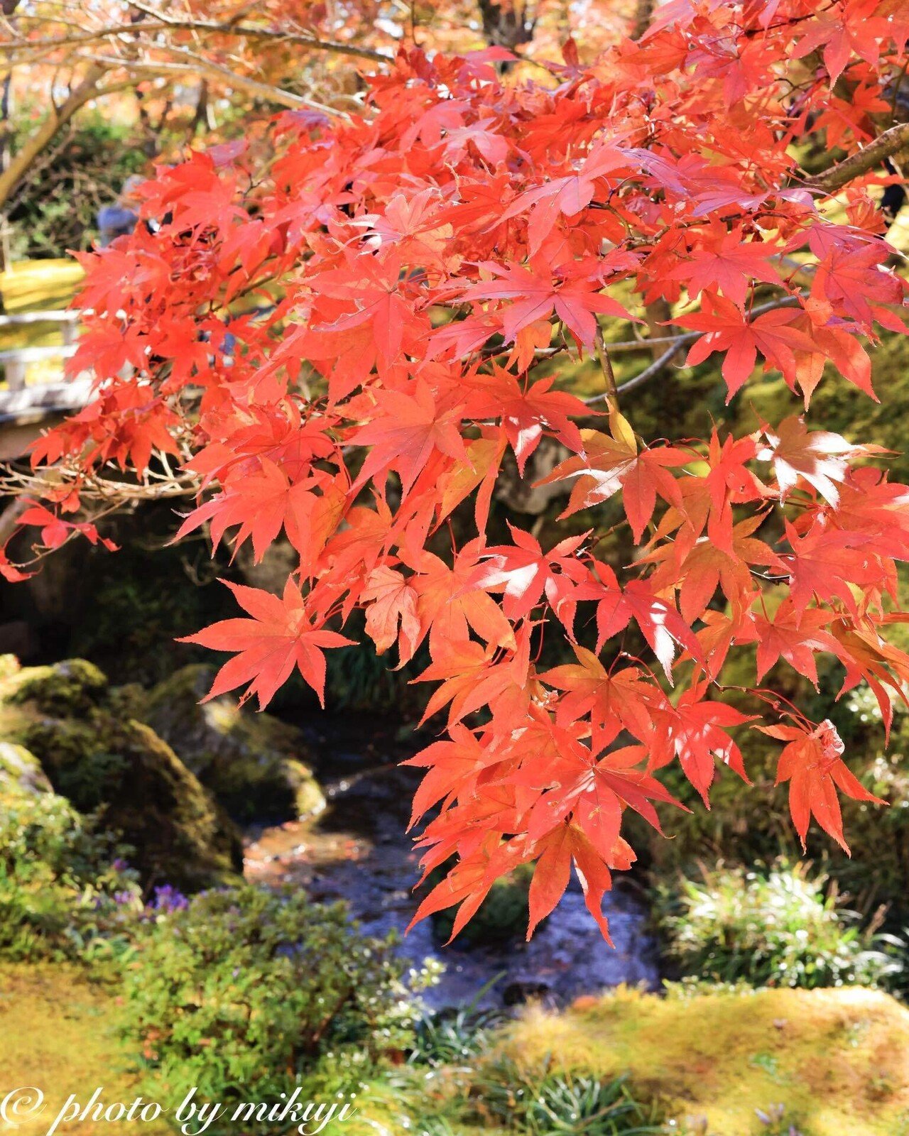 赤もみじと日本庭園 ミクジ Note