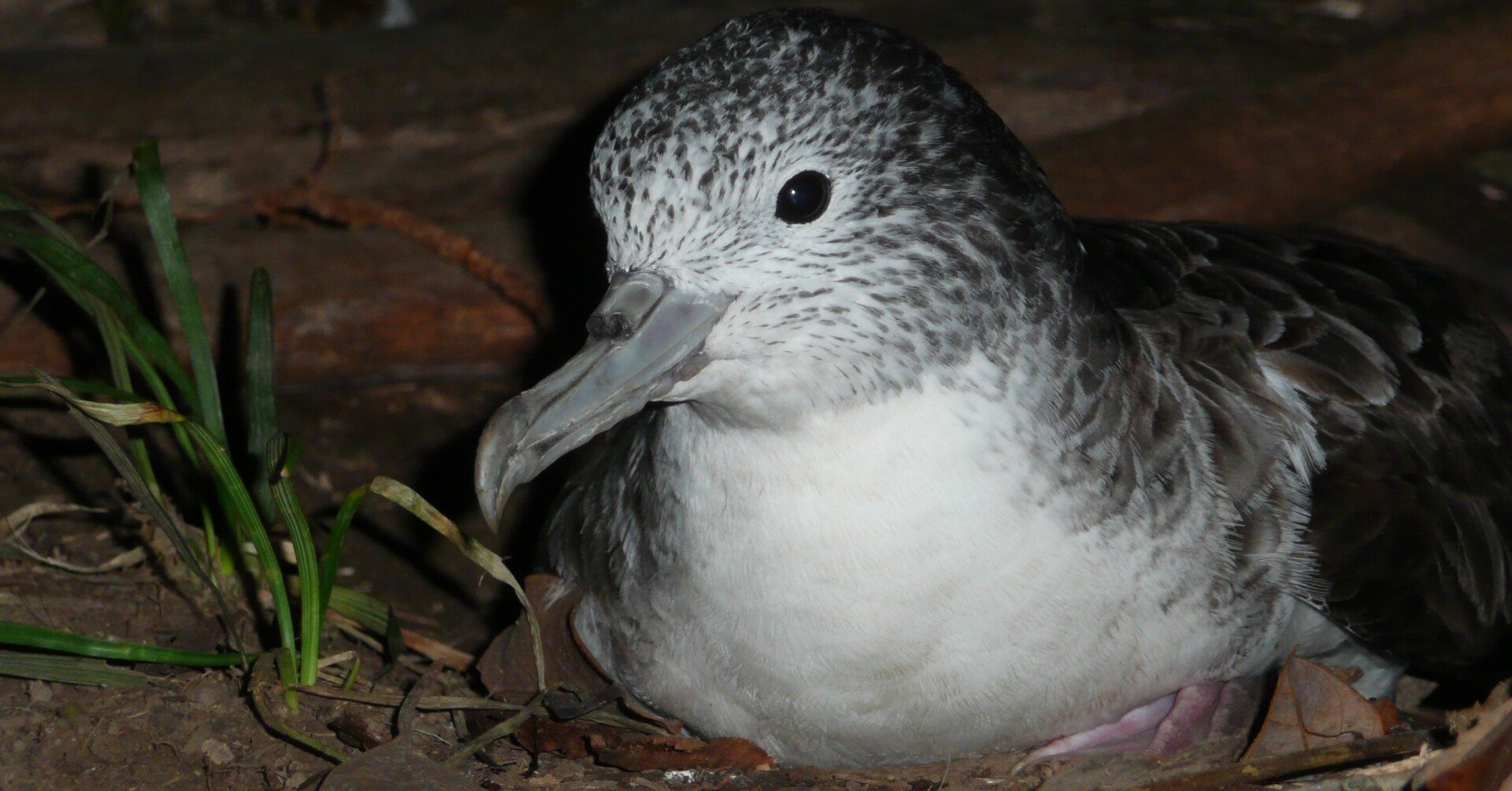 論文リスト] オオミズナギドリ｜shiomikozue
