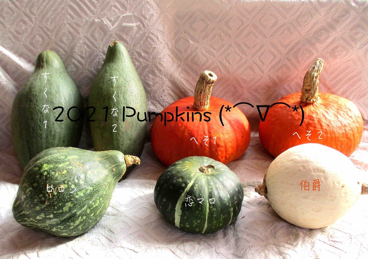 Forget me not*〜へそかぼちゃ〜*かぼちゃんとナス姉の物語｜ホシノハナ