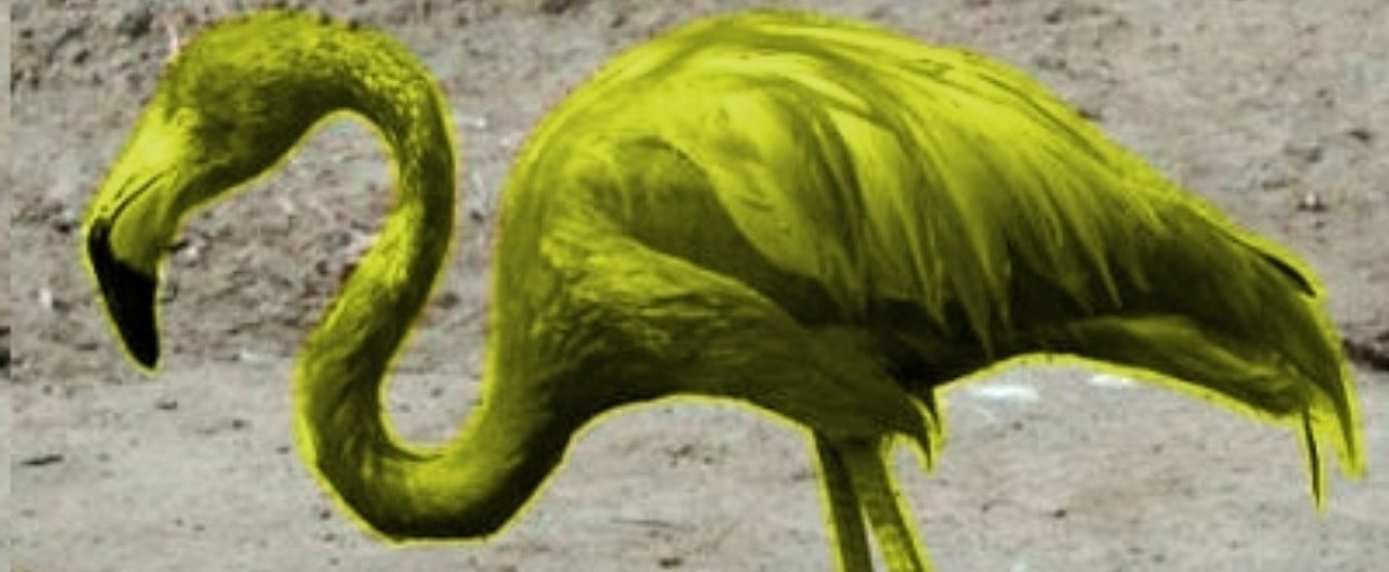 イエローフラミンゴの奇跡｜竹遊亭田楽