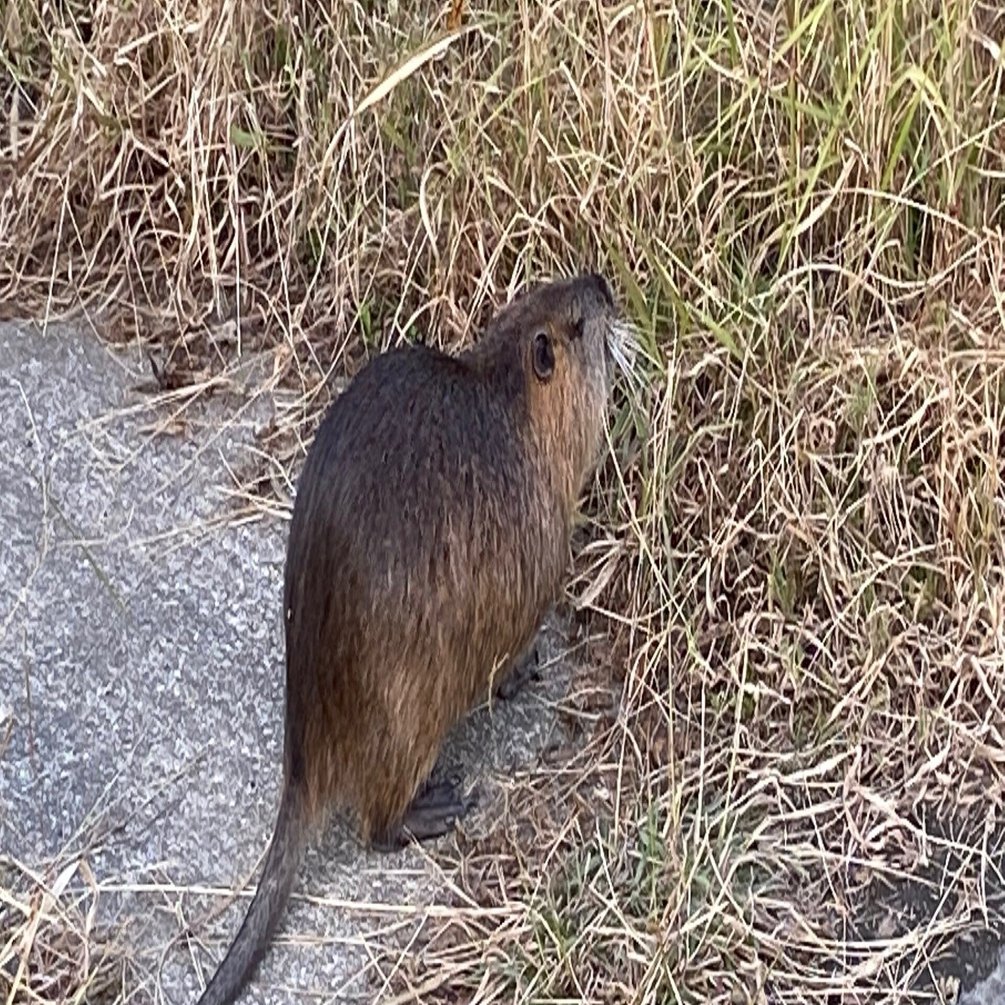 ビックリ ヌートリアと遭遇 Gavi Note