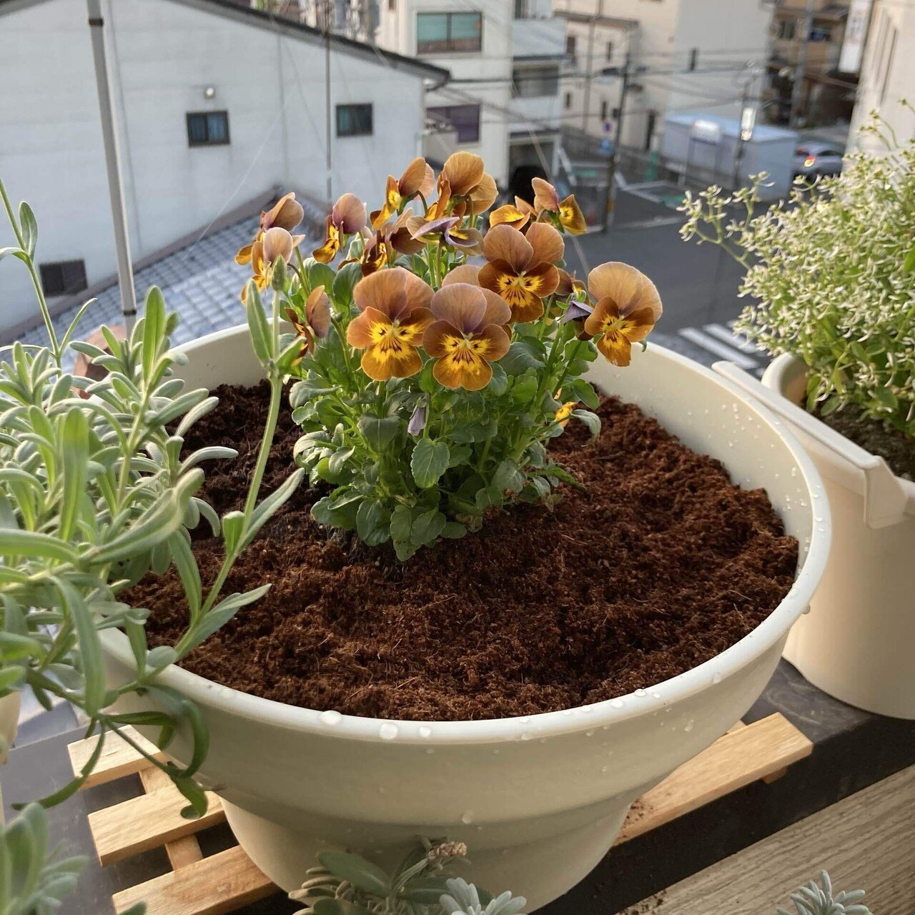 ビオラディージェイ Camelly Note