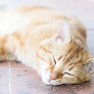 ひがち🐱🍊