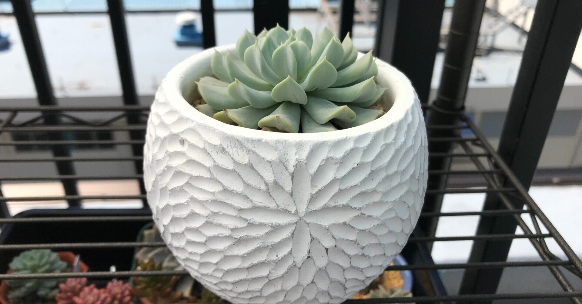 クラウド｜徒長草