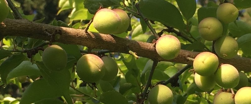 食べられる庭の木の実達