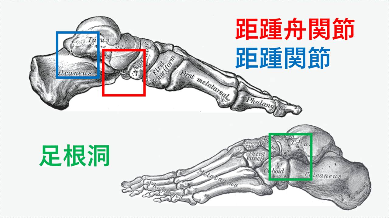 距骨下関節の解剖を掘り下げる Y K Note 距骨下関節の解剖を掘り下げる Y K Note
