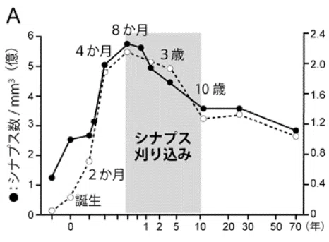 シナプス１