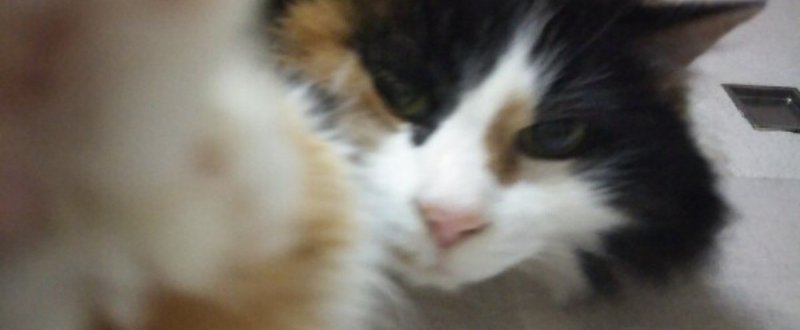 3 1987年 他人のふんどしでソニーのオーディションに受かってしまった 私 何故 そんなことが起きたのか 岩下千絵nighthawks Nicoyanland Note